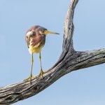 FloridaTreeBirds-679.jpg