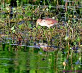 DSC_8268_001.JPG