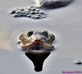 DSC_8272_001.JPG