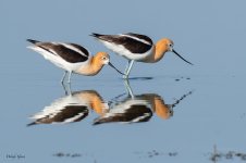 AvocetReflections-677.jpg