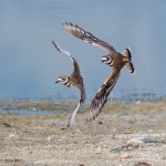 KilldeerChase-677.jpg