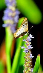 DSC_8439_001.JPG
