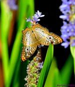 DSC_8448_001.JPG