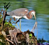 DSC_8460_001.JPG