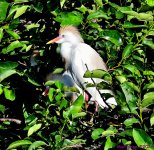 DSC_8500_001.JPG