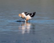 AvocetMating-688.jpg
