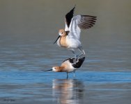 AvocetMating-690.jpg