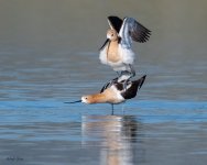 AvocetMating-691.jpg
