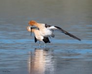 AvocetMating-692.jpg
