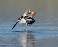 AvocetMating-693.jpg