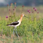 AvocetOnLand-677.jpg