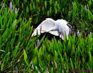 DSC_8654_001.JPG