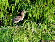 DSC_8698_001.JPG