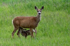 Doe and Fawn.jpg