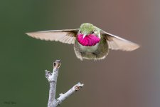 HummerLanding-687.jpg