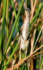 DSC_8849_001.JPG