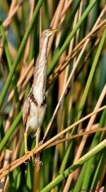 DSC_8853_001.JPG