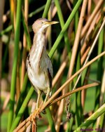 DSC_8875_001.JPG