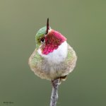 HummerLookingUp-687.jpg