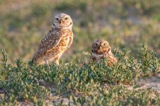 BurrowingOwlPair-688.jpg