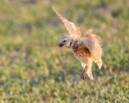 BurrowingOwlDelivery-688.jpg