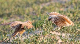 BurrowingOwlDelivery-689.jpg