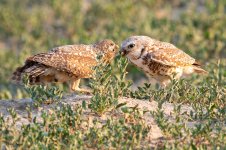 BurrowingOwlDelivery-690.jpg