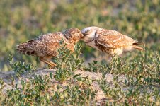BurrowingOwlDelivery-691.jpg