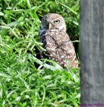 DSC_9120_001.JPG