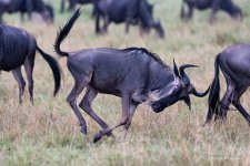 wildebeest_DSC1351_bp.JPG