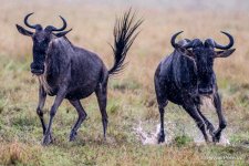 wildebeest_DSC1395_bp.JPG