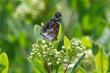 AmericanPaintedLady5614 sm.jpg