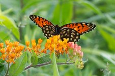 RoyalFritillary5691 sm.jpg