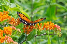 RoyalFritillary5681 sm.jpg