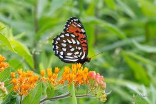 RoyalFritillary5687 sm.jpg