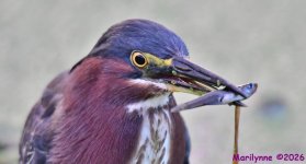 DSC_9261_001.JPG