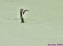 DSC_9280_001.JPG