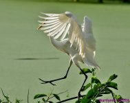 DSC_9306_001.JPG