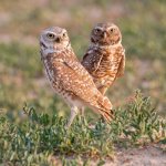 BurrowingOwlPair-690.jpg