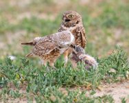 BurrowingOwlFeeding-690.jpg
