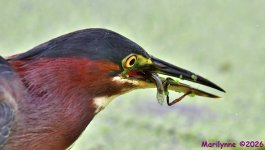 DSC_9314_001.JPG