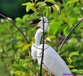 DSC_9337_001.JPG