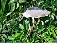 DSC_9356_001.JPG