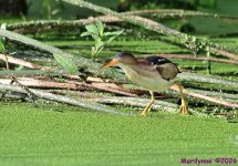 DSC_9381_001.JPG