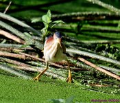 DSC_9387_001.JPG