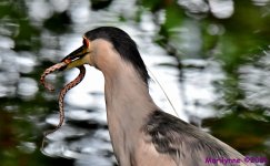 DSC_9528_001.JPG