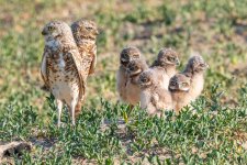 BurrowingOwlFamily-691.jpg