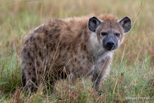 Hyena_DSC1430_bp.JPG