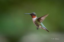 DSC_4736-topaz-rawdenoise-2.jpg
