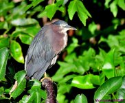DSC_9624_001.JPG